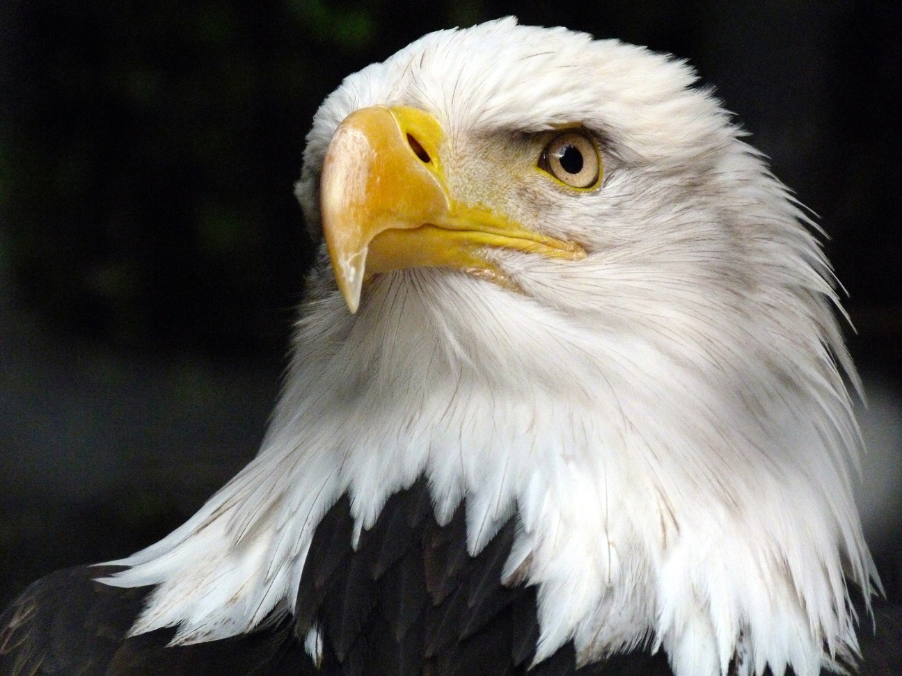 Portrait of a White Eagle